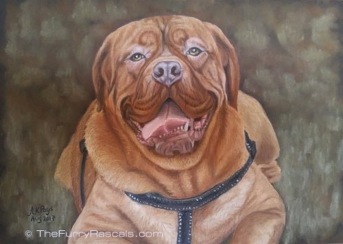 Dogue de Bordeaux French Mastiff Dog Pastel Portrait Painting in soft pastels - The Furry Rascals, Cyprus
